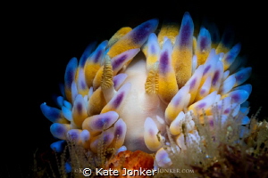 Gasflame
Beautiful gasflame nudibranch perches on top of... by Kate Jonker 